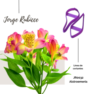 Alstroemeria