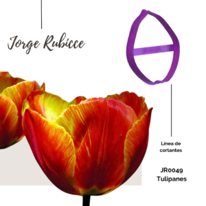 Tulipanes